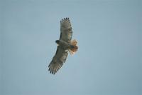 Red-tailed Hawk thermal soaring.